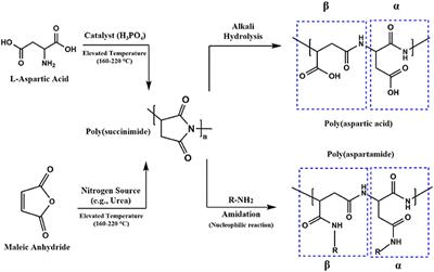 Hydrogels Based on Poly(aspartic acid): Synthesis and Applications